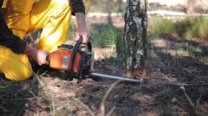 Seasonal Cleanup (Spring/Fall) in Powdersville, SC