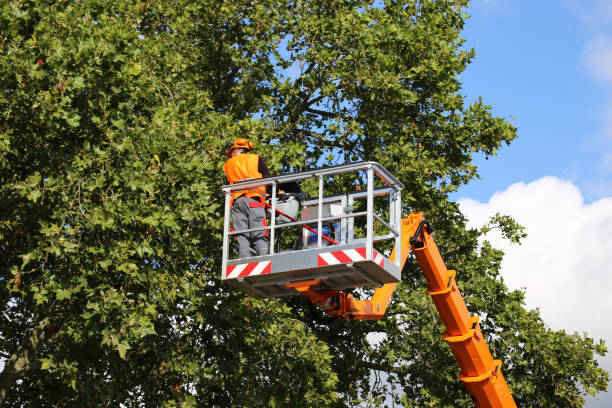 How Our Tree Care Process Works  in  Powdersville, SC